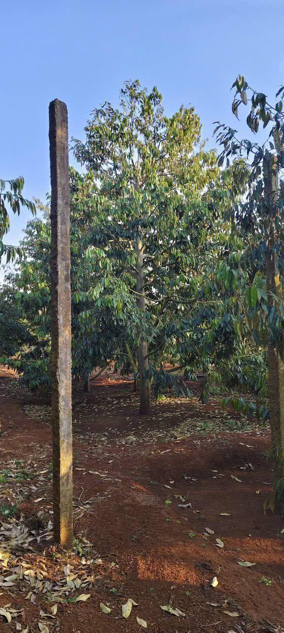 Bán Gấp Vườn Sầu Riêng VIP Đắk Lắk - 2592m² - 3.96 Tỷ