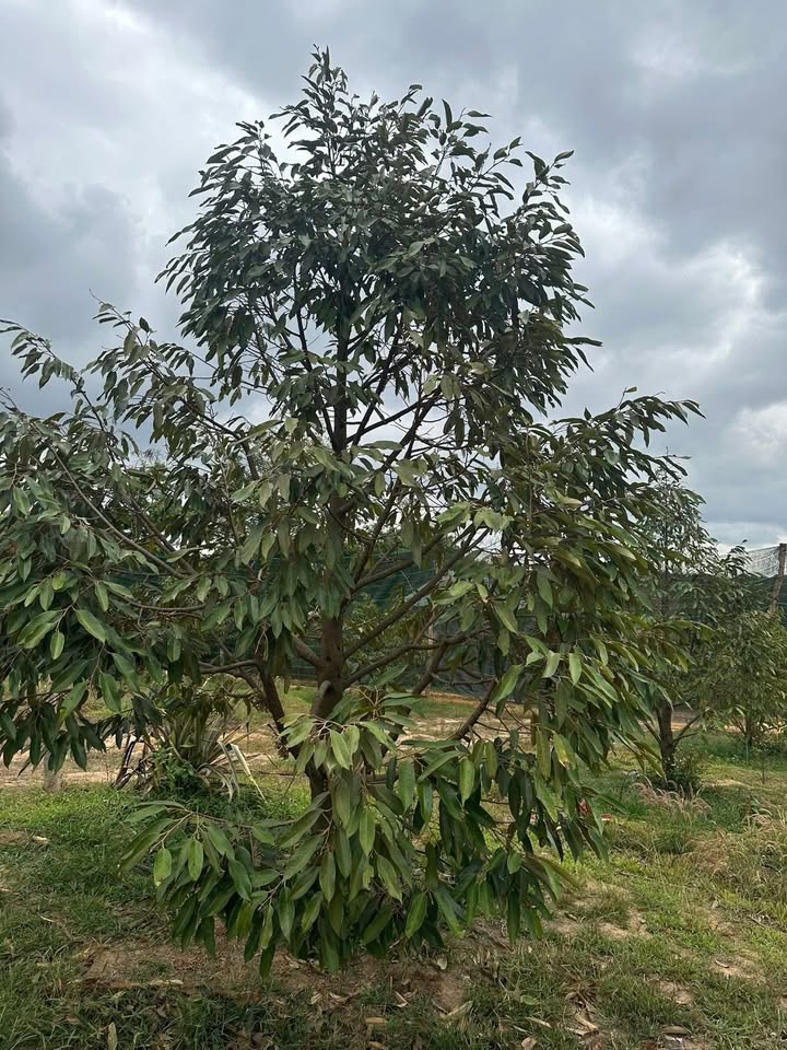 Đắk Lắk: 1.9ha Vườn Sầu Riêng 400 Gốc - Giá 4.5 Tỷ, Đầu Tư Sinh Lời Cao