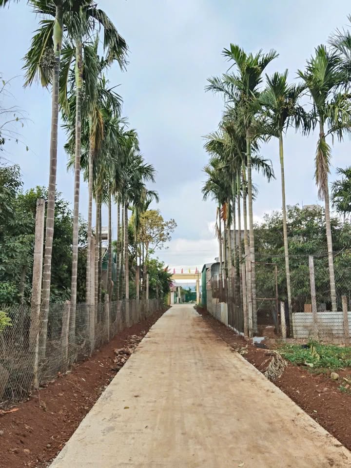 Đất nền Phú Xuân, Buôn Hồ 969m² - Sổ đỏ sẵn, đường bê tông rộng