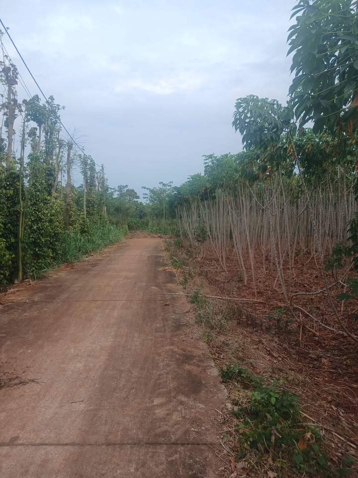 Bán Đất Vườn Châu Đức 3348m² - Sổ Hồng Sẵn Sàng - Giá Đầu Tư 5.1 Tỷ