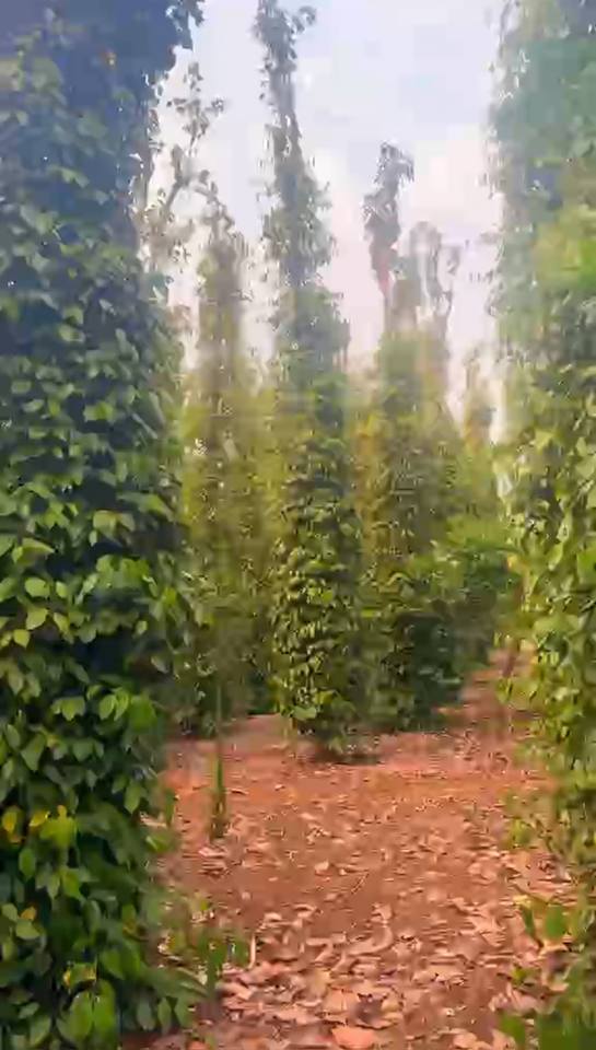 Đất nền Bàu Lâm Xuyên Mộc 5.563m² giá 4,64 tỷ - Sổ đỏ chính chủ