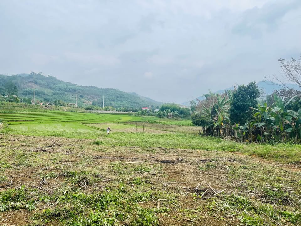 Đất Nền Tuyên Quang 150m² - Sát Chợ Phú Lâm, Giá Tốt