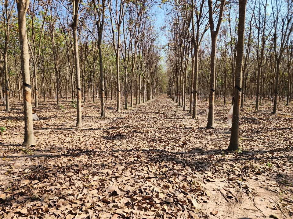 Đất Cao Su 10ha Mặt Tiền 700m - Đầu Tư Dòng Tiền Tại Chơn Thành, Bình Phước