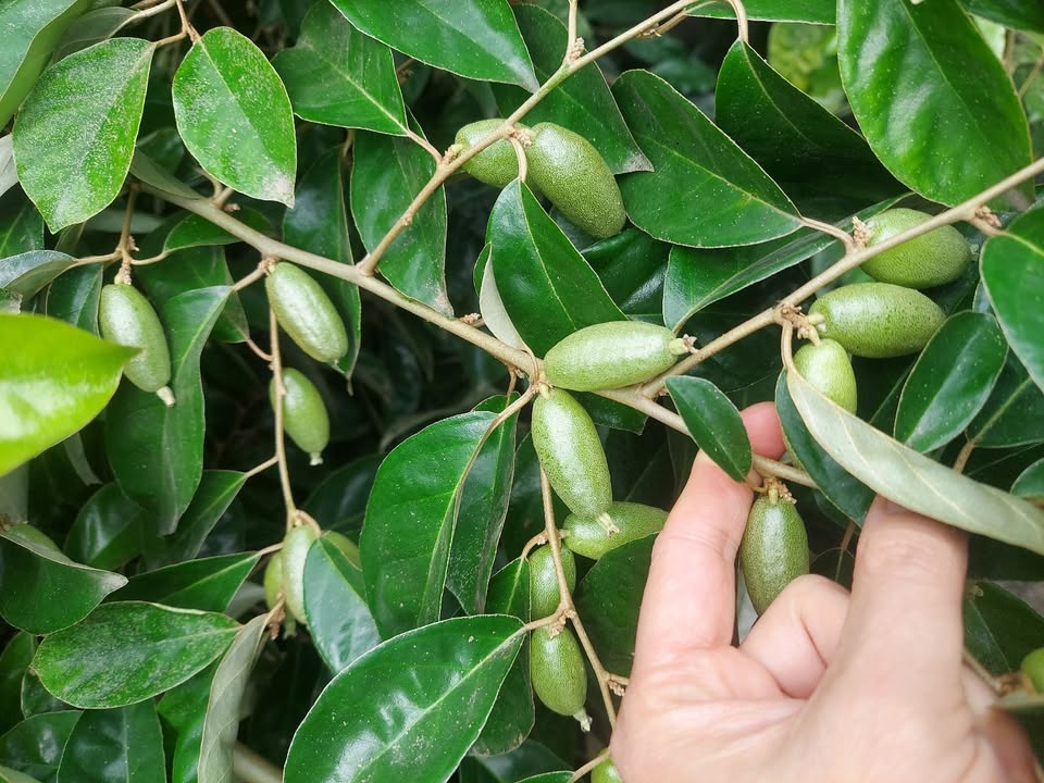 Đất nền Xã Bình Nguyên Mộc Châu 90m² - Sổ đỏ chính chủ!