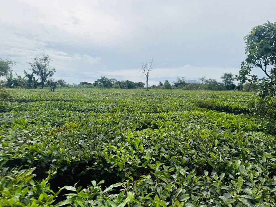 Đất Nền Mộc Châu 226m² - Giá Tốt Khai Xuân, Tặng Vàng