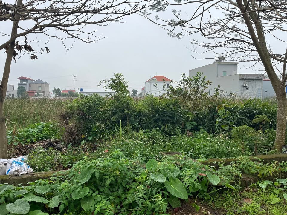 Đất nền 125m² Sổ hồng chính chủ, Hưng Long, Ninh Giang - Giá 1.5 tỷ