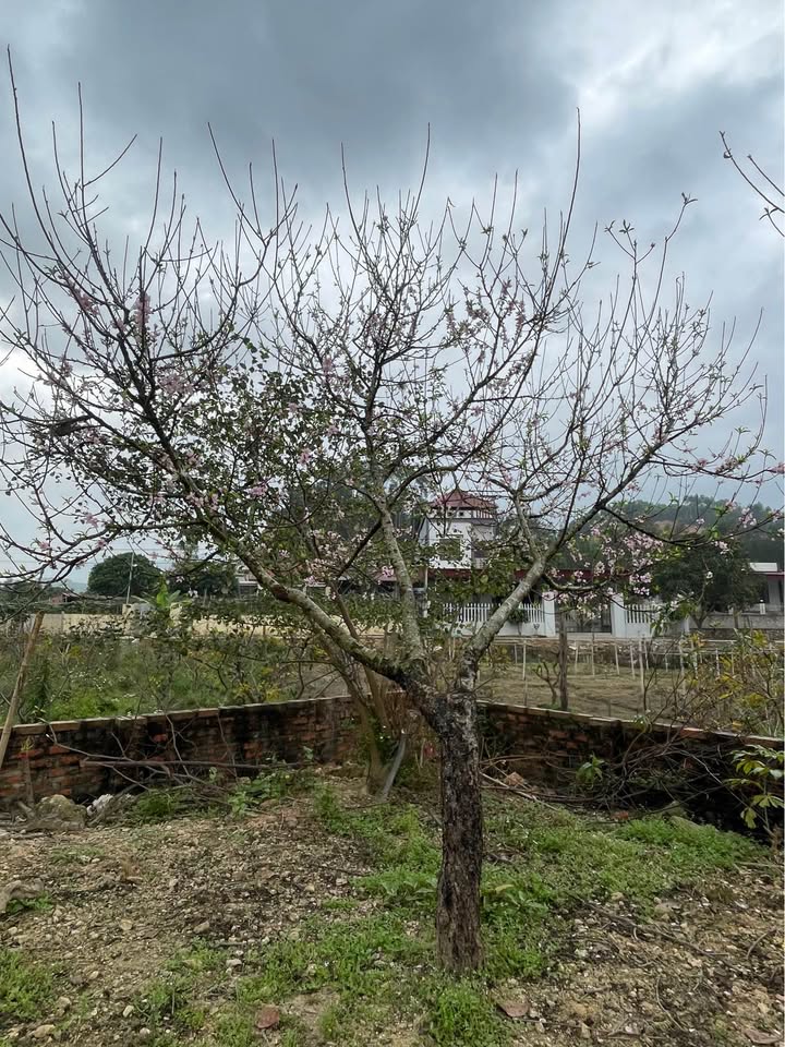 Đất nền Hai Lọng, Bắc Lũng 80.6m² - Tiềm năng tăng giá vượt trội!