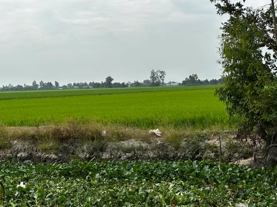 Bán Gấp 9 Công Đất Ruộng Vườn Tại An Biên, Kiên Giang - Giá Đầu Tư 1.98 Tỷ