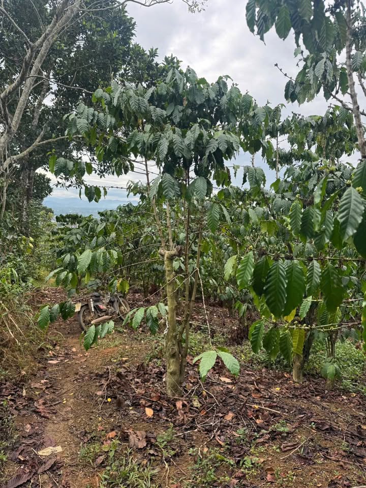 Bán Đất Cà Phê Lộc Đức 2000m² - Giá 1 Tỷ - Sẵn Sàng Đầu Tư