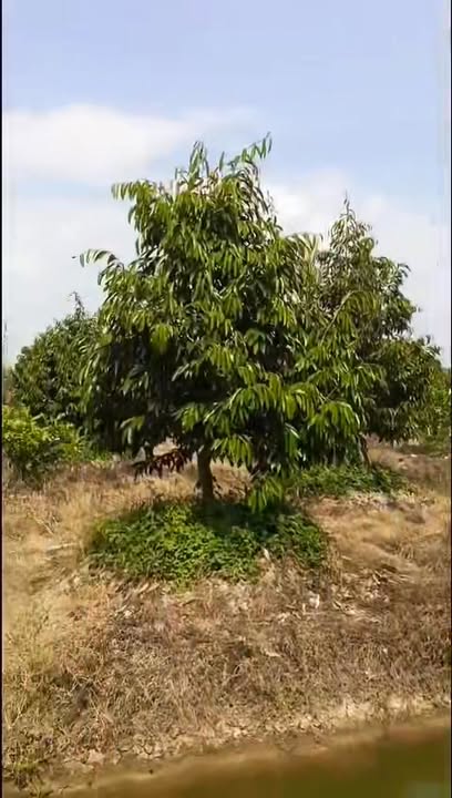 Farm Sầu Riêng 15.000m² Đồng Tháp - Sẵn Sàng Thu Hoạch, Giá Đầu Tư