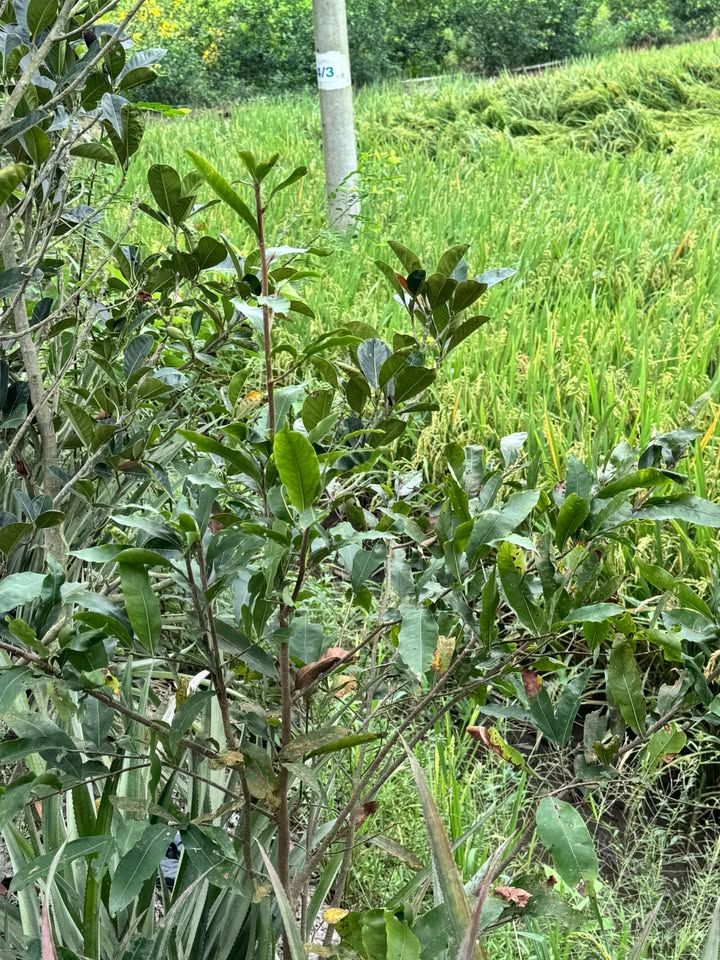 Bán Đất Vườn 5000m² Mặt Tiền Kênh Lớn Cái Bè - Giá Đầu Tư 2.75 Tỷ