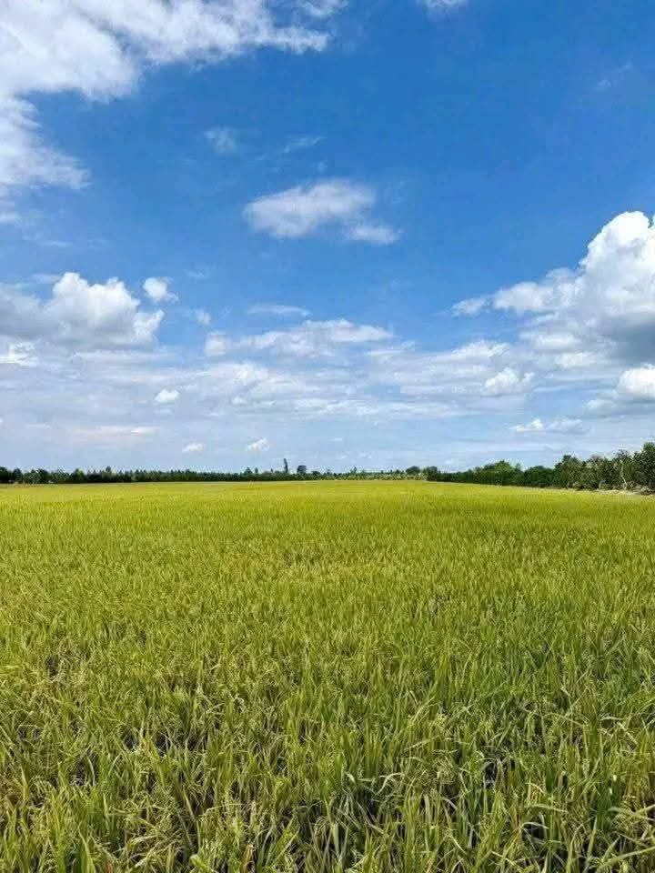 Đất Ruộng Mặt Tiền Đường Nhựa 27.000m² Tại Cai Lậy, Tiền Giang - Cho Thuê 15 Năm