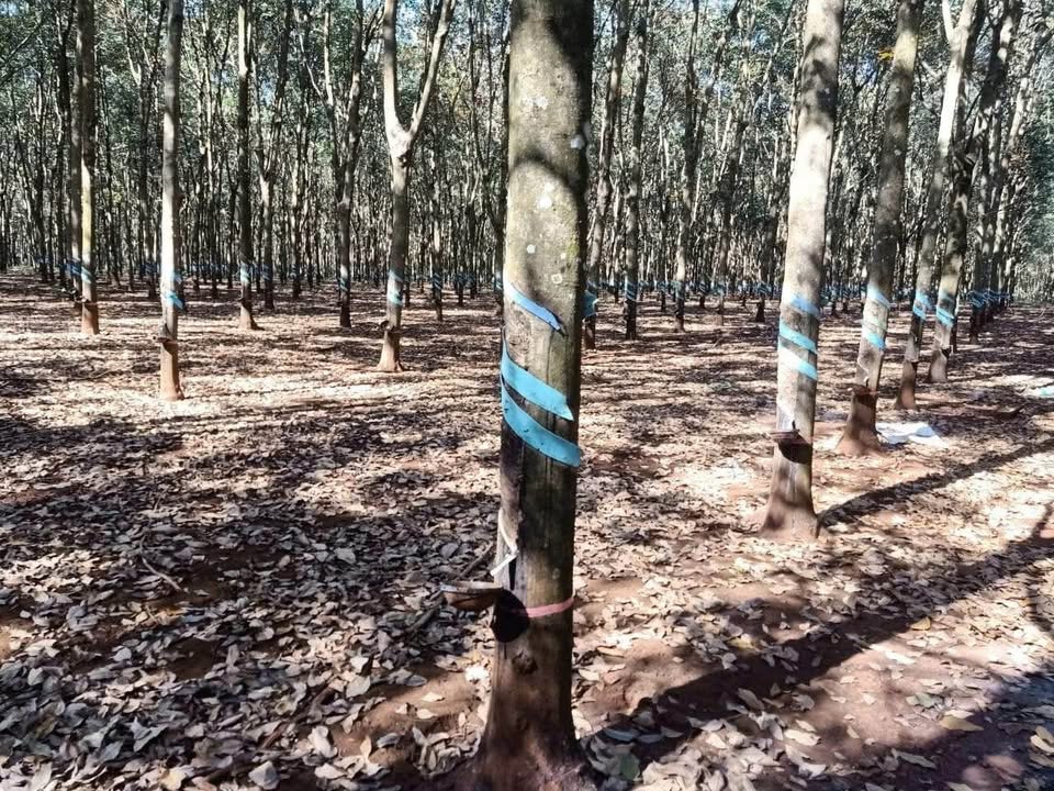 Đất Vườn Lộc An, Lộc Ninh 4ha - Sổ đỏ chính chủ, tiềm năng sinh lời