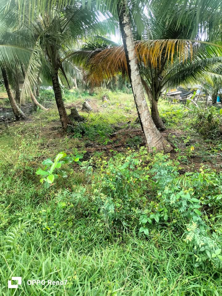 Đất Mặt Tiền Hiếu Tử, Trà Vinh - 301m² Giá Tốt Đầu Tư