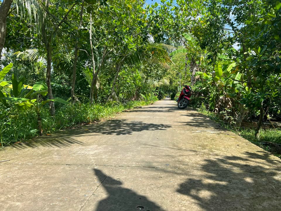 Bán Gấp Đất Vườn 3300m² Mỹ Lợi A, Cái Bè - Sẵn Sàng Thu Trái Đầu Mùa