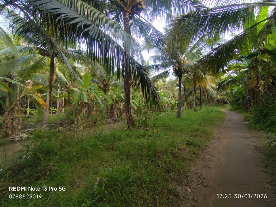 Đất Vườn Dừa 1500m² Tân Thành Bình, Bến Tre - Giá 750 Triệu
