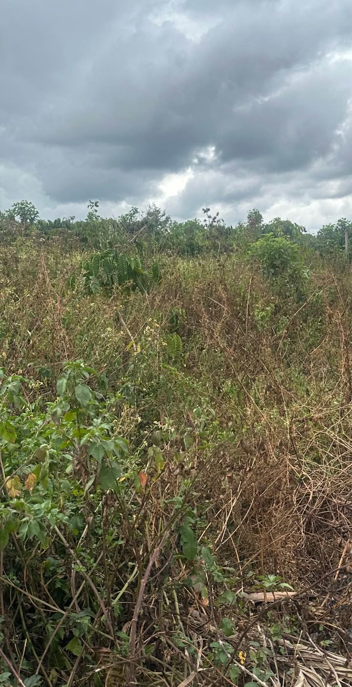 Đất nền Di Linh, Lâm Đồng 2000m² - Đất thổ cư 100%