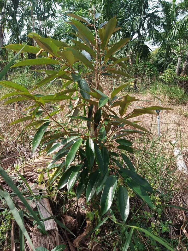 Cho thuê Farm Sầu Riêng 7000m² tại Hậu Giang - 130 Gốc, Giá 600 Triệu