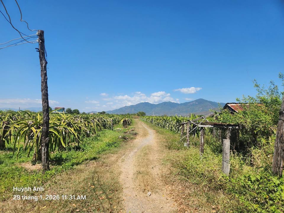 Bán Gấp 6.2ha Đất Vườn Hàm Liêm, Bình Thuận - Sẵn Điện, Nước, Nhà Xưởng