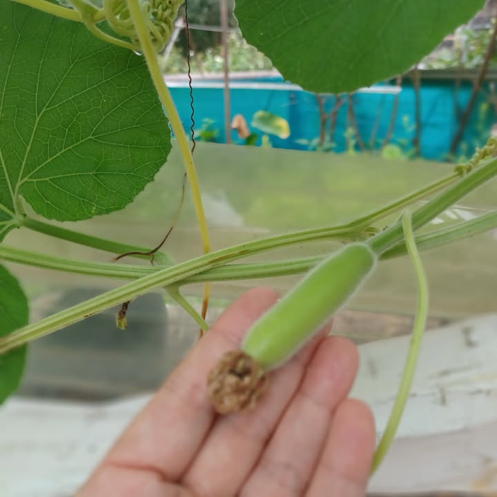 Đất Vườn 11.600m² Sổ Đỏ Tại Sơn Tịnh, Quảng Ngãi - Giá Đầu Tư