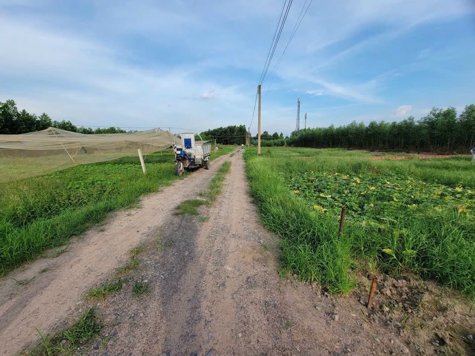 Đất Long Thành 285m² - Sổ Thổ Cư Sẵn Sàng - Gần Sân Bay 1.5 Tỷ