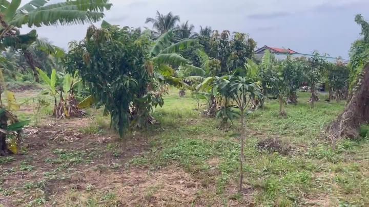 Bán Đất Vườn 1800m² Tân Hương, Tiền Giang - Mặt Tiền 50m, Giá 2.16 Tỷ