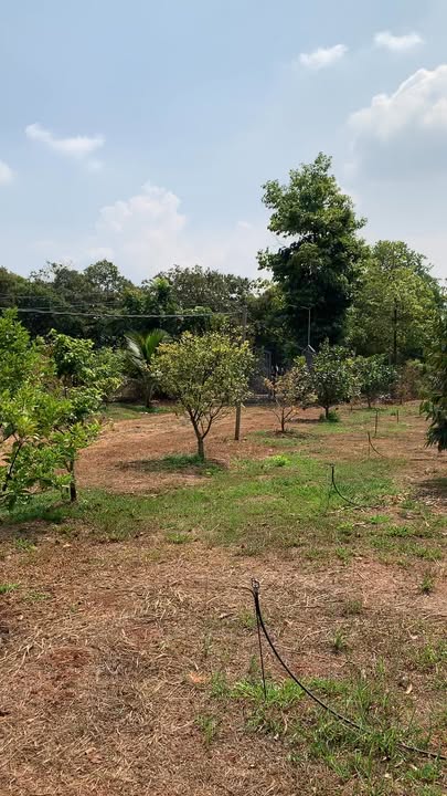 Đất vườn Nghĩa Trung 8ha - Sổ hồng chính chủ, tiềm năng sinh lời!