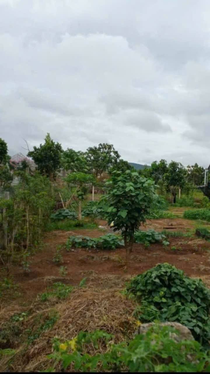 Đất nền 207m² Đức Trọng, Lâm Đồng - Sổ hồng sẵn, hướng Đông Nam