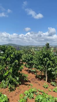 Đất Nền Lâm Hà - 2000m² Mặt Tiền Bê Tông 20.7m - Giá 3.1 Tỷ