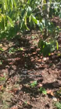 Đất nền Tam Giang, Krông Năng 8300m² 1.8 tỷ - Pháp lý rõ ràng