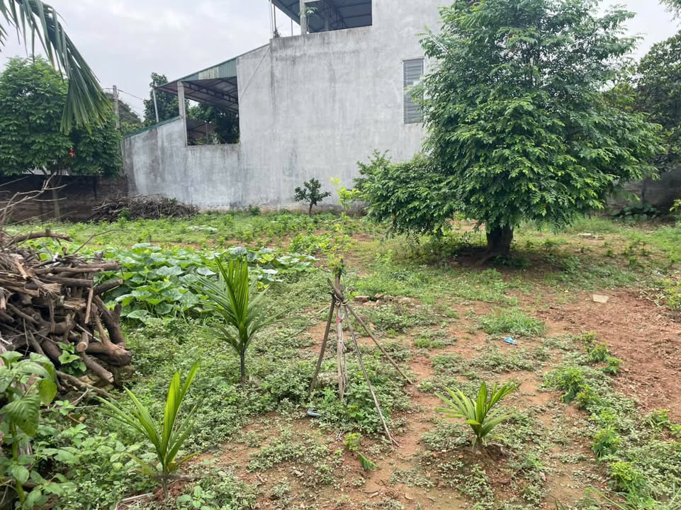 Bán đất Ba Vì 150m² - Sổ đỏ sẵn, ô tô tránh