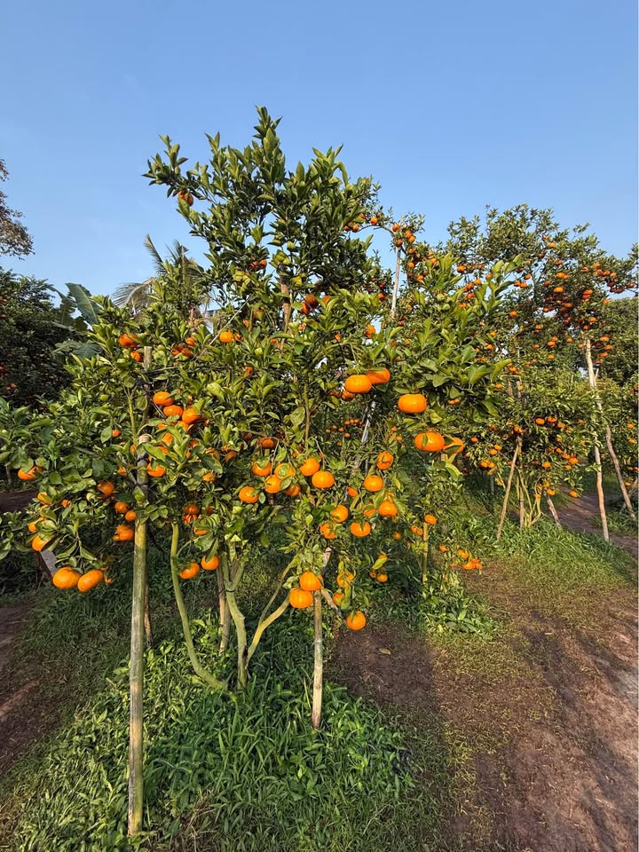 Bán Nền Biệt Thự 215m² Mặt Tiền Sông & Lộ Oto - Vị Trí VIP Cần Thơ