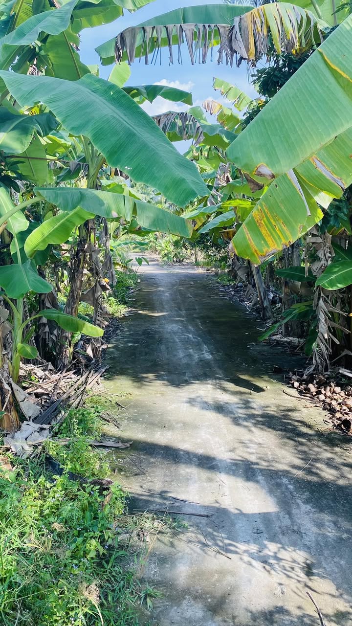 Đất vườn Phú An Hòa, Châu Thành 1200m² - Sổ đỏ chính chủ, tiềm năng đầu tư!