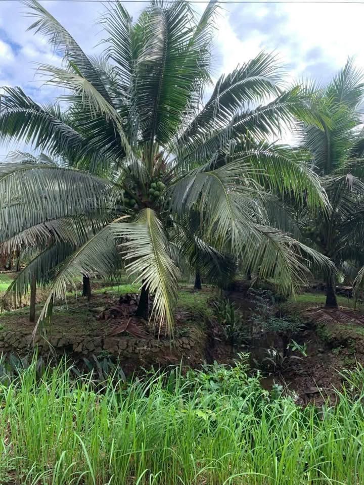 Đất vườn Bến Tre 4451m² giá 5.4 tỷ - Nghỉ dưỡng lý tưởng, sổ hồng sẵn!