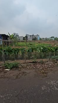 Đất nền Phú Chánh, Tân Uyên 470m² - Sổ đỏ chính chủ