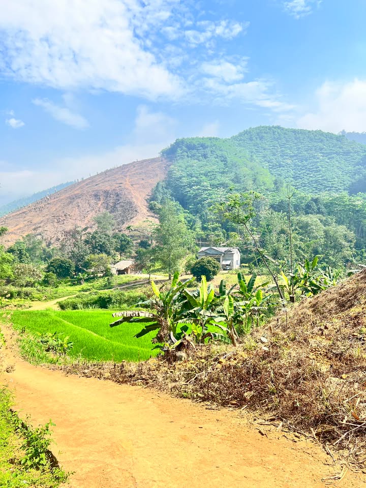 Đất Vườn 8ha Tân Sơn, Phú Thọ 1 tỷ - Nghỉ dưỡng lý tưởng!