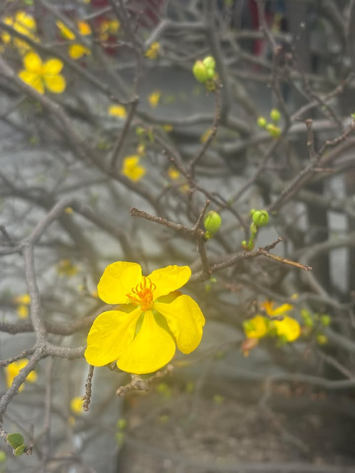 Nhà Phố Ngô Mây, Quy Nhơn 38.5m² - Sẵn Sàng Vào Ở Ngay!