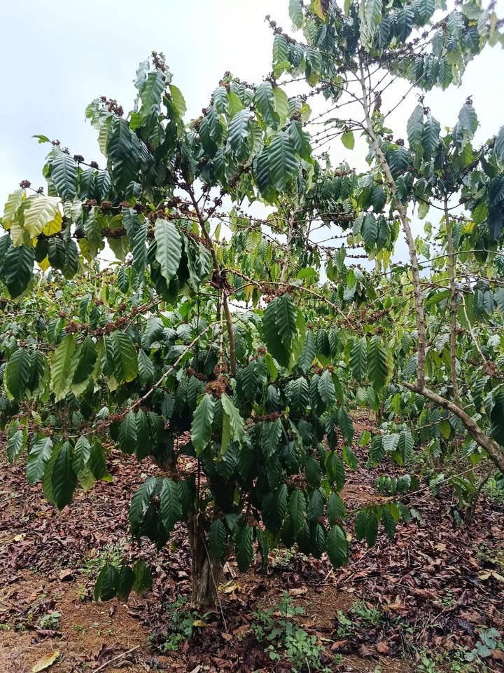 Đất nền Lộc Thắng Bảo Lâm 1ha - Sổ đỏ chính chủ, đường ô tô