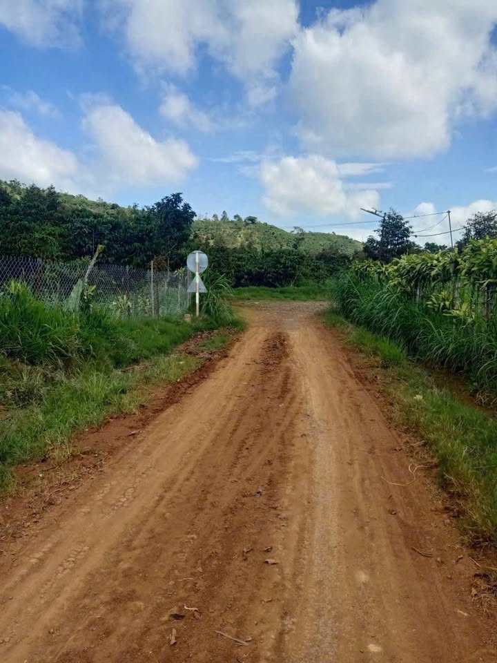 Bán Gấp Đất Vườn 2.3ha Lộc Đức, Bảo Lâm - Giá Rẻ, Có Sầu Riêng, Sổ Đỏ