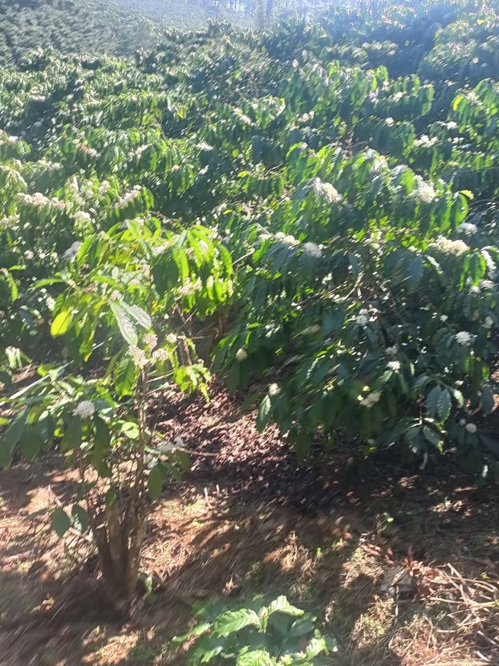 Bán đất 360m² Lộc Ngãi, Lâm Đồng - Sổ đỏ, Giá 400 triệu/sào