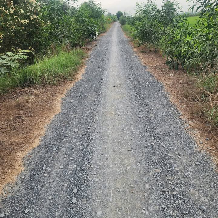 Bán Đất Lúa Long Thuận Thủ Thừa 5874m² - Mặt Tiền Đường Đá Xanh - 1.46 Tỷ