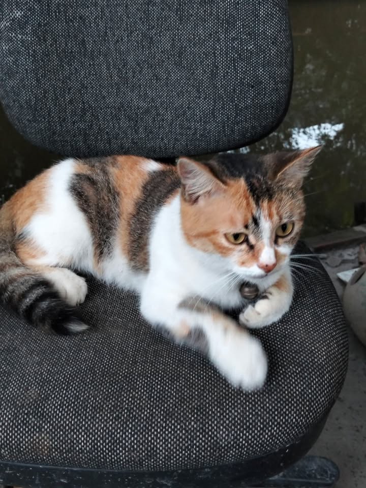 Đất Củ Chi 500m² Sổ Đỏ Chính Chủ - Giá Ngộp Bank 4.2 Tỷ