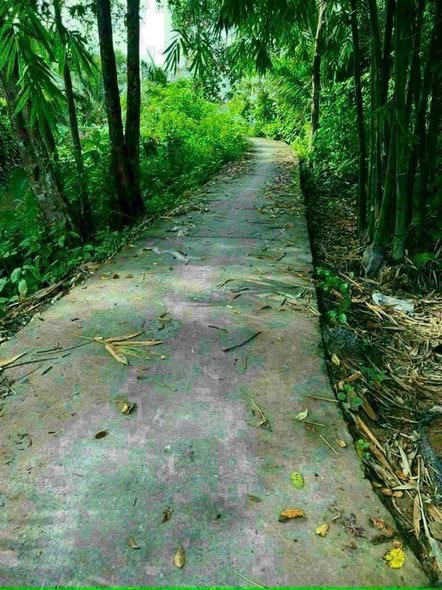 Đất nền Phong Điền Cần Thơ 312m² - Sổ hồng chính chủ