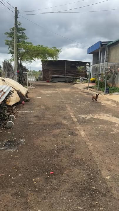 Đất nền Đức Trọng 117m² - Vị trí đắc địa, giá đầu tư 1.25 tỷ