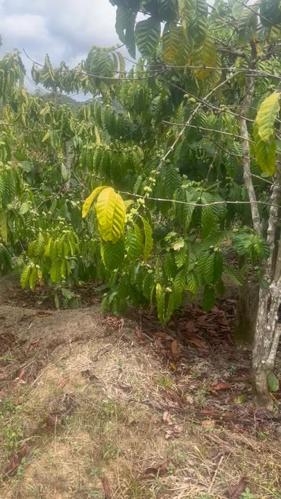 Đất nền Lâm Hà 1872m² - Sổ đỏ chính chủ, tiềm năng sinh lời!