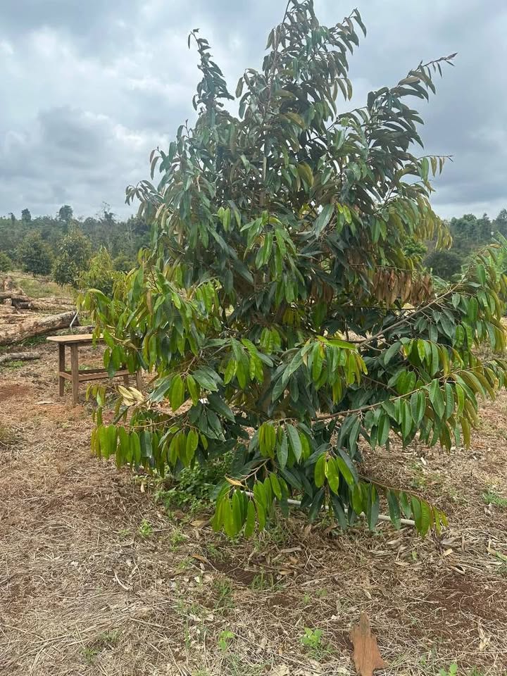 Đất nền Ea Kiết Cư M'gar 27.000m² - Tiềm năng tăng giá!