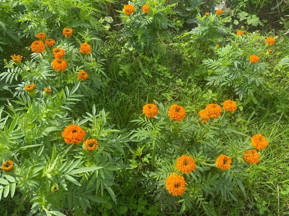 Đất nền An Ninh Tây Tuy An 190m² giá 200 triệu - Sổ đỏ chính chủ!