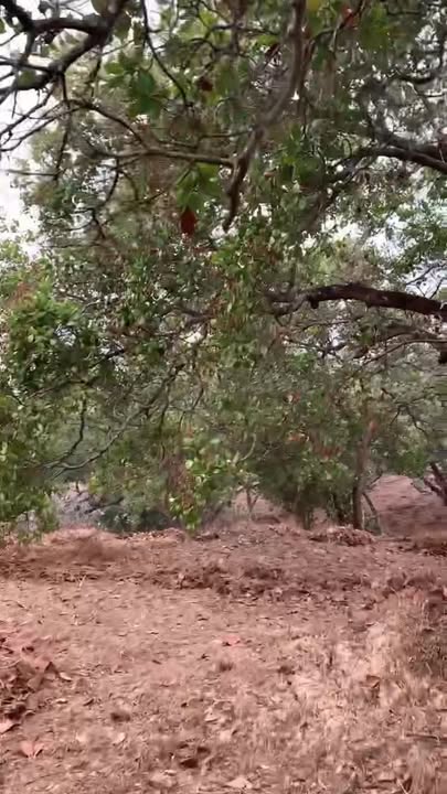 Đất Vườn Phú Riềng 20.000m² Giá 2.3 Tỷ - Tiềm Năng Tăng Giá