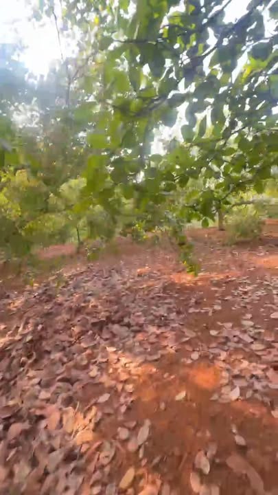 Bán Đất Vườn Điều 10800m² Phú Riềng, Bình Phước - Sổ Hồng, Giá 650 Triệu