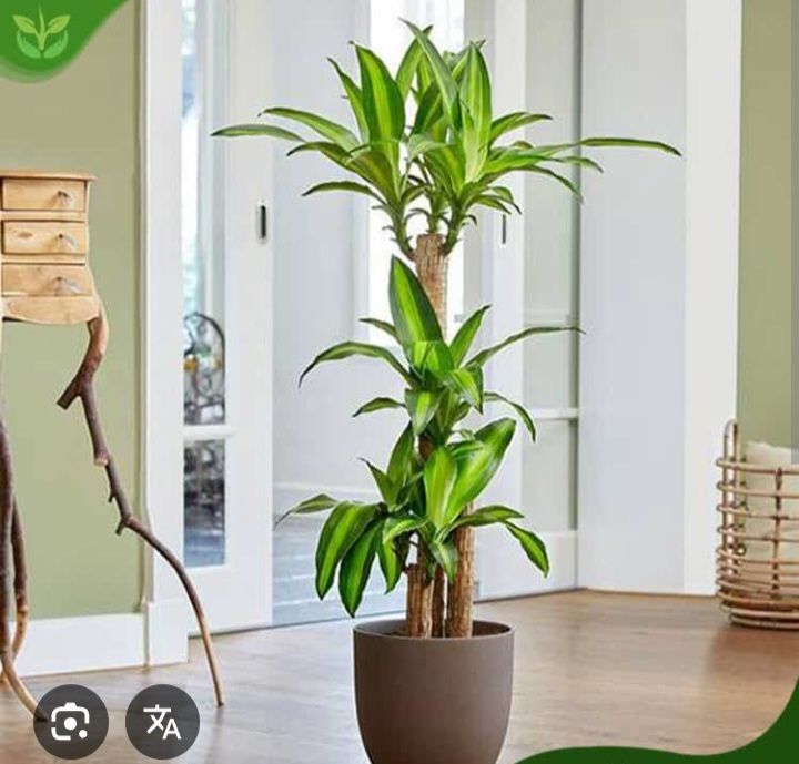 Căn hộ Đông Phát Thanh Hóa 65m² thỏa thuận - View đẹp